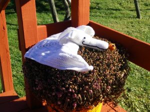 IMG_20151113_141409
